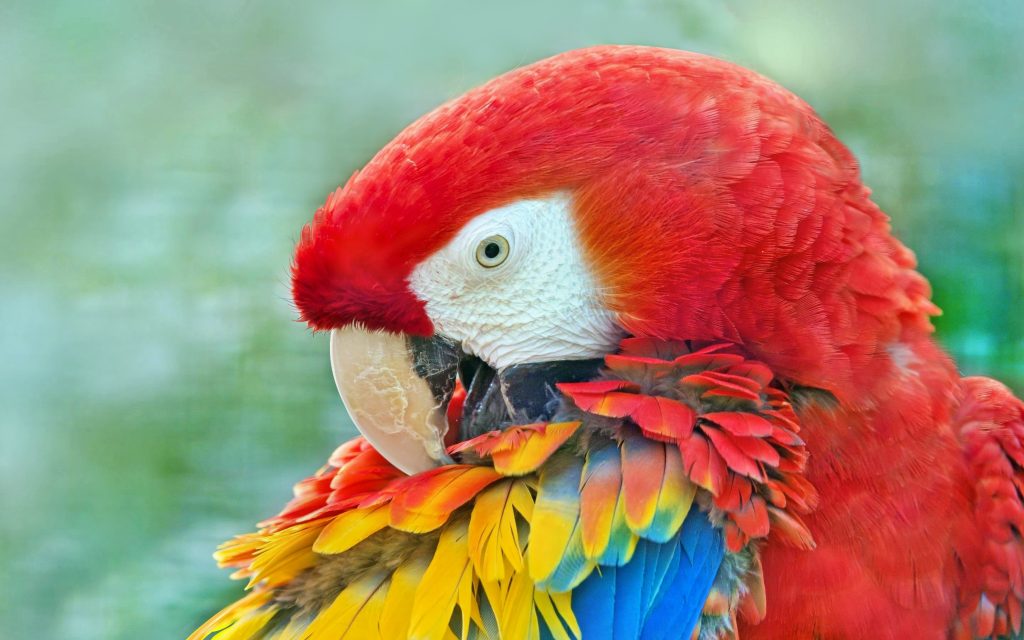 Scarlet Macaw Widescreen Wallpaper
