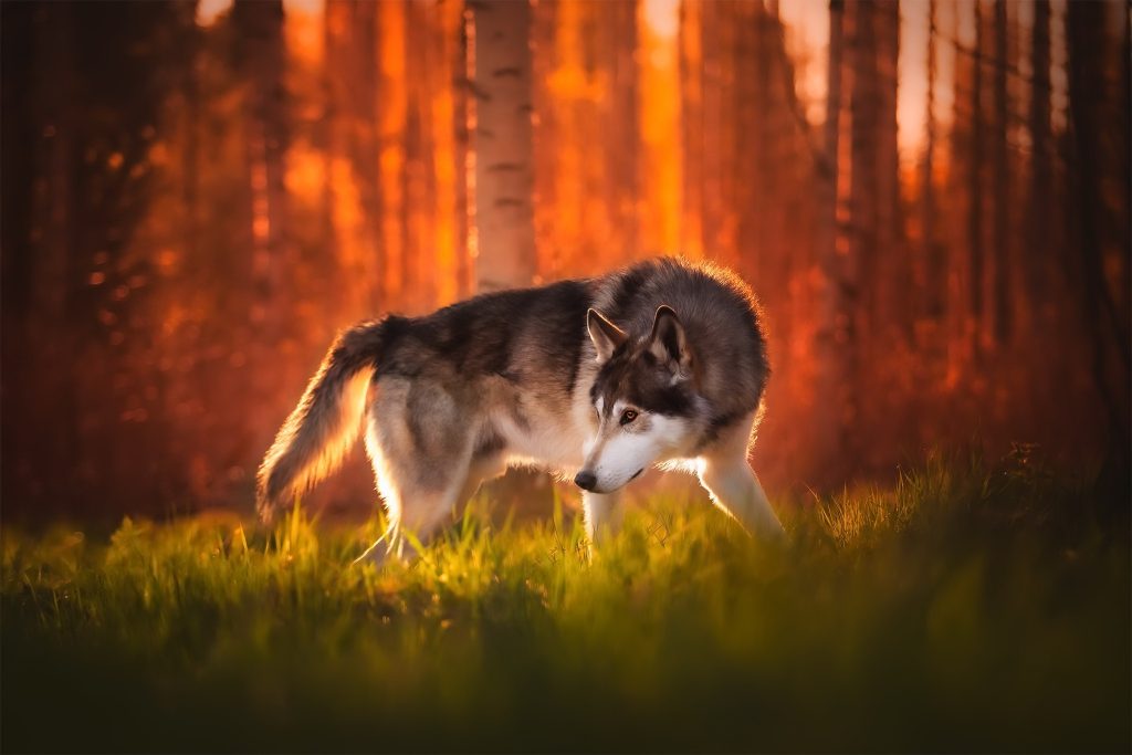 Wolfdog Background