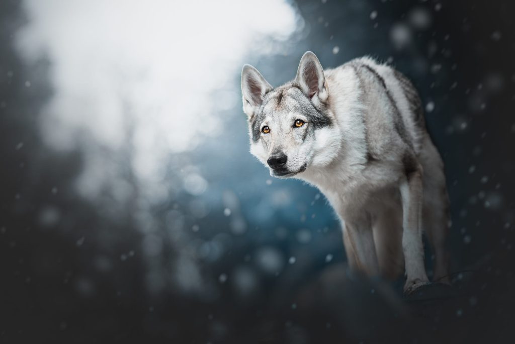Wolfdog Background