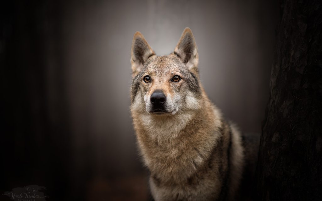 Wolfdog Widescreen Background