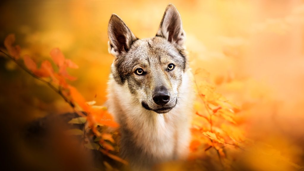 Wolfdog Dual Monitor Background
