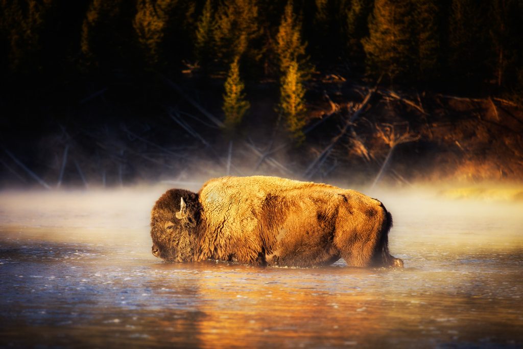 American Bison Background