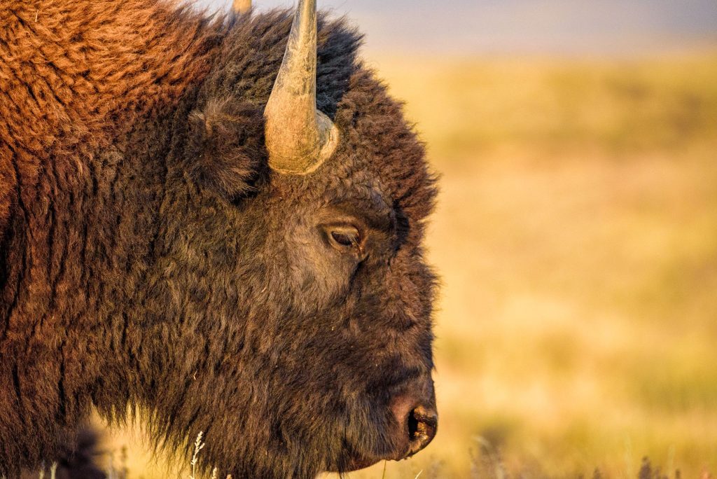 American Bison Background