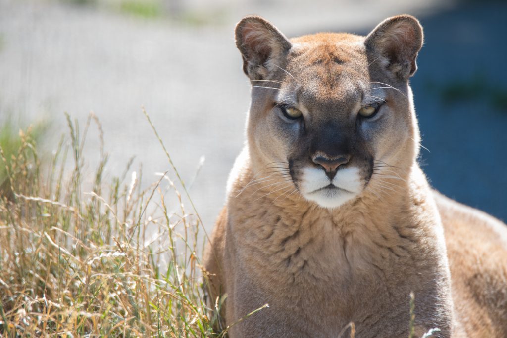 Cougar HD Background
