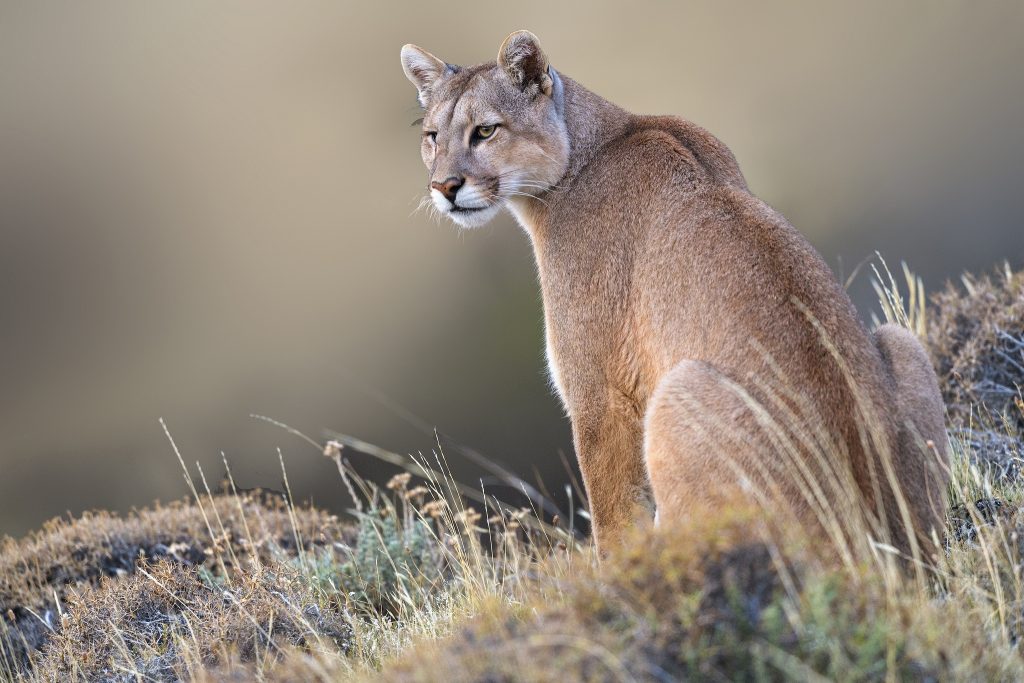 Cougar HD Background