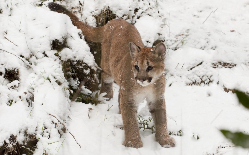 Cougar HD Widescreen Background