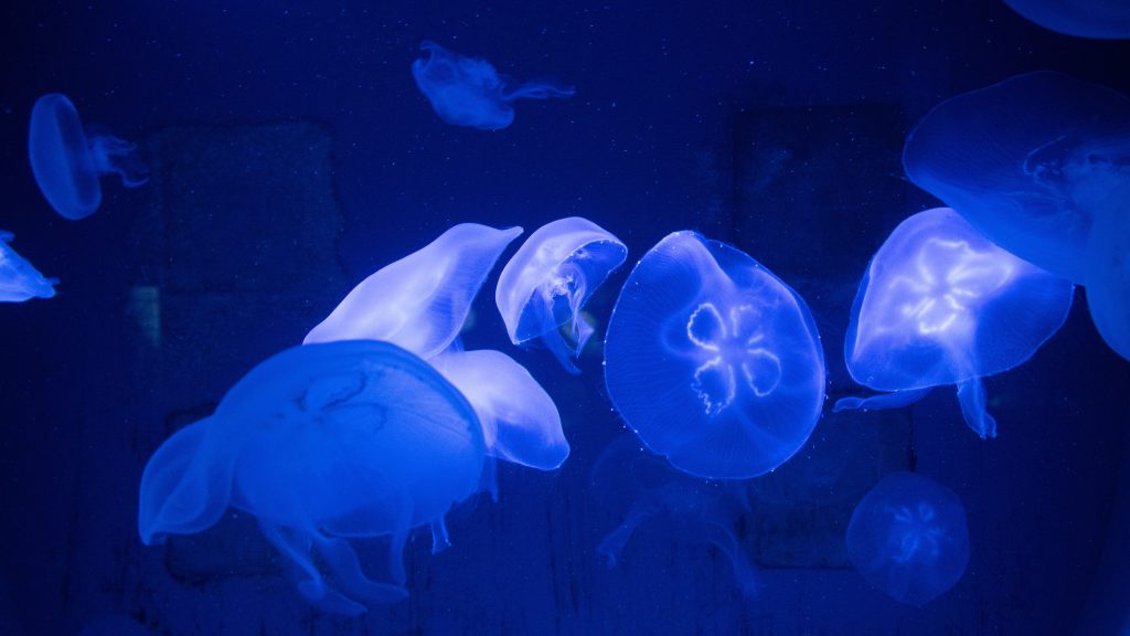 Jellyfish Quad HD Background