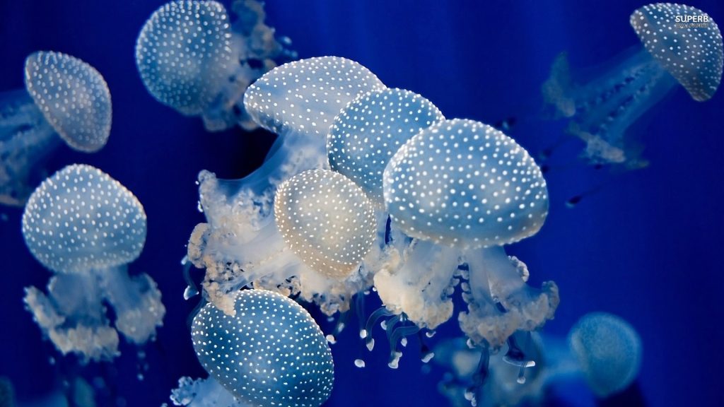 Jellyfish Full HD Background