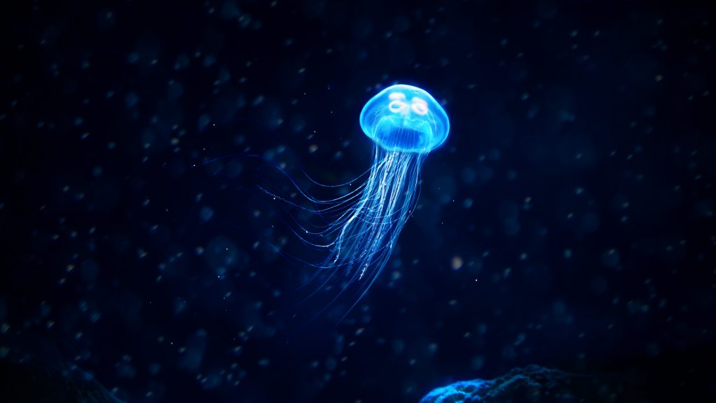 Jellyfish Quad HD Background