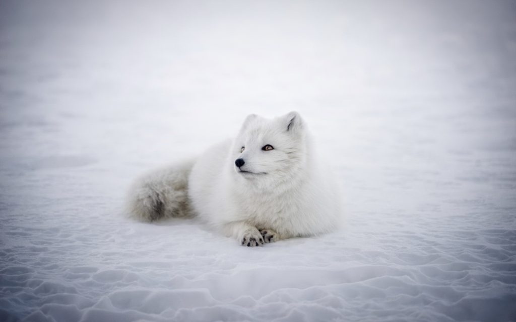 Arctic Fox HD Widescreen Wallpaper