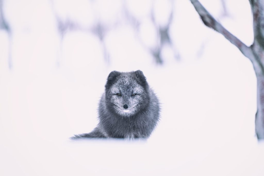 Arctic Fox HD Wallpaper