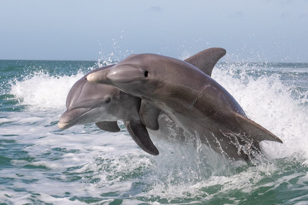Dolphin HD Wallpaper