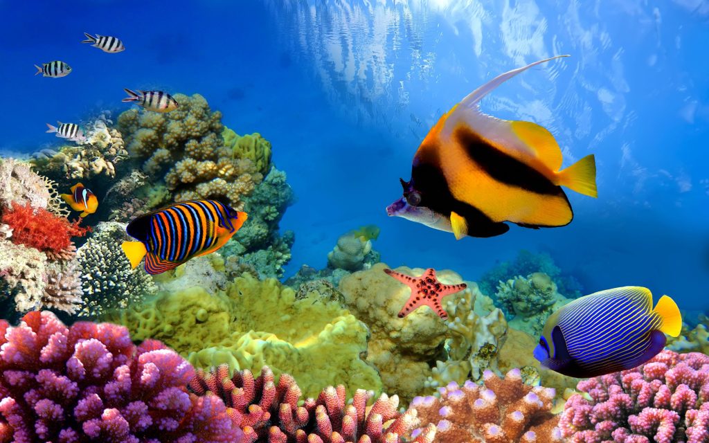 Fish Widescreen Background