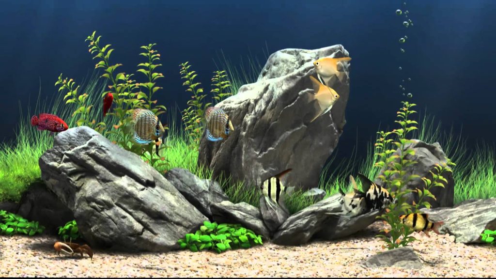 Fish Full HD Background