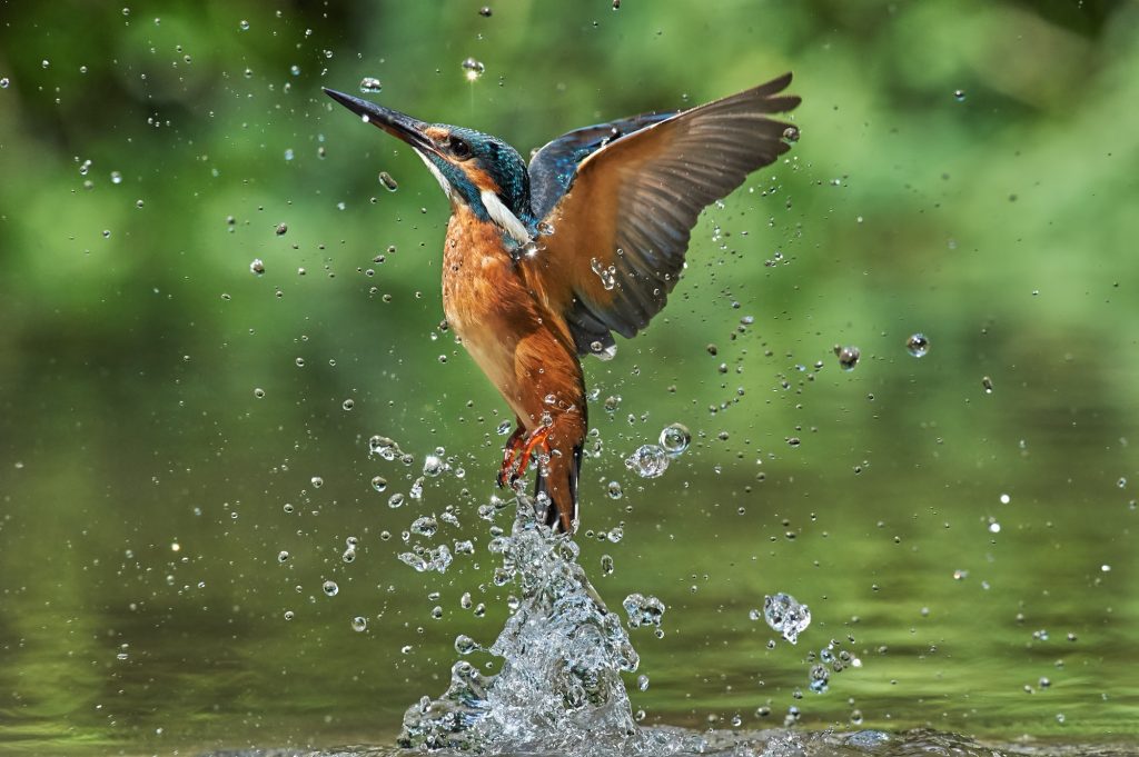 Kingfisher Background