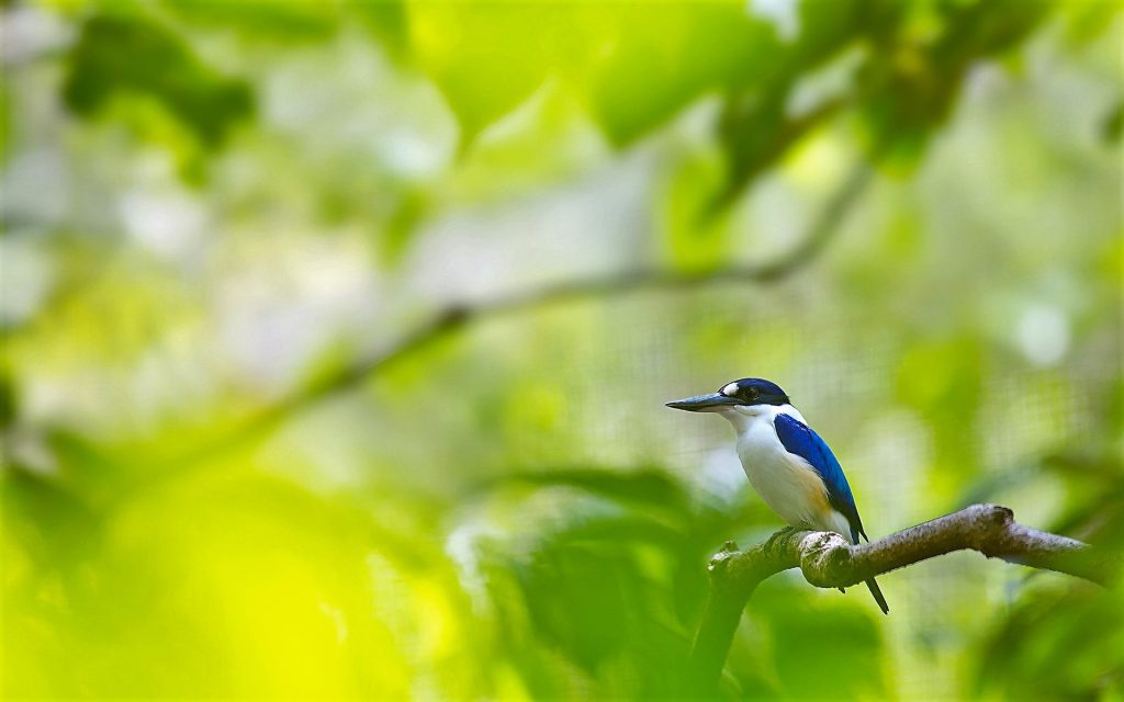 Kingfisher Widescreen Background