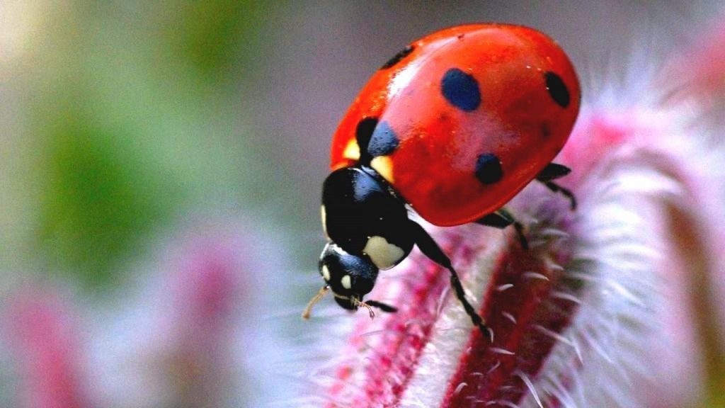 Ladybug HD Full HD Wallpaper