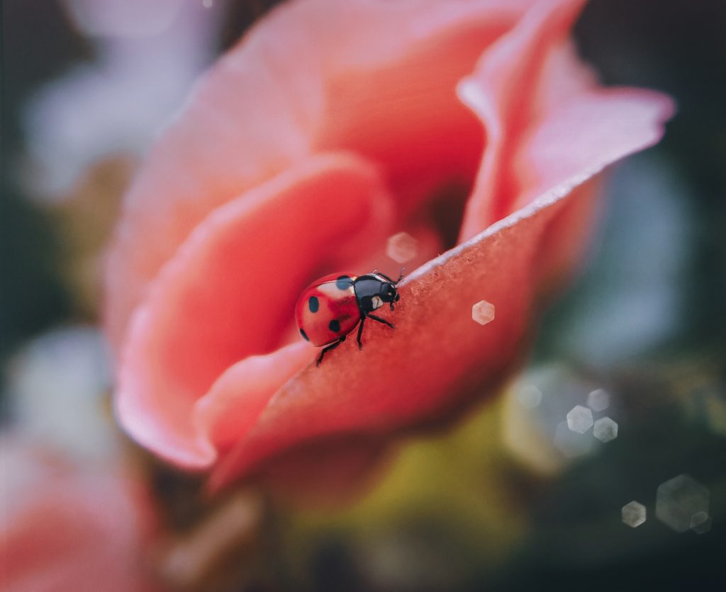Ladybug HD Wallpaper