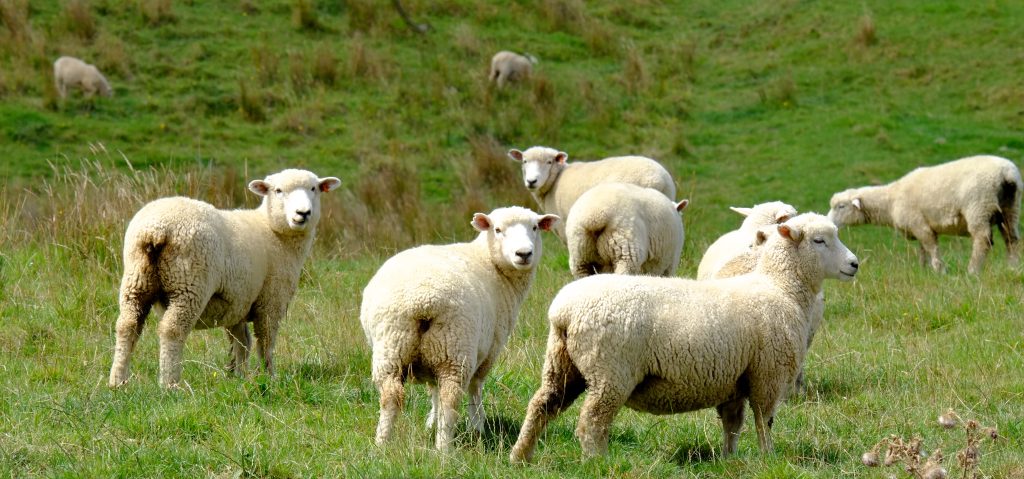 Sheep Background