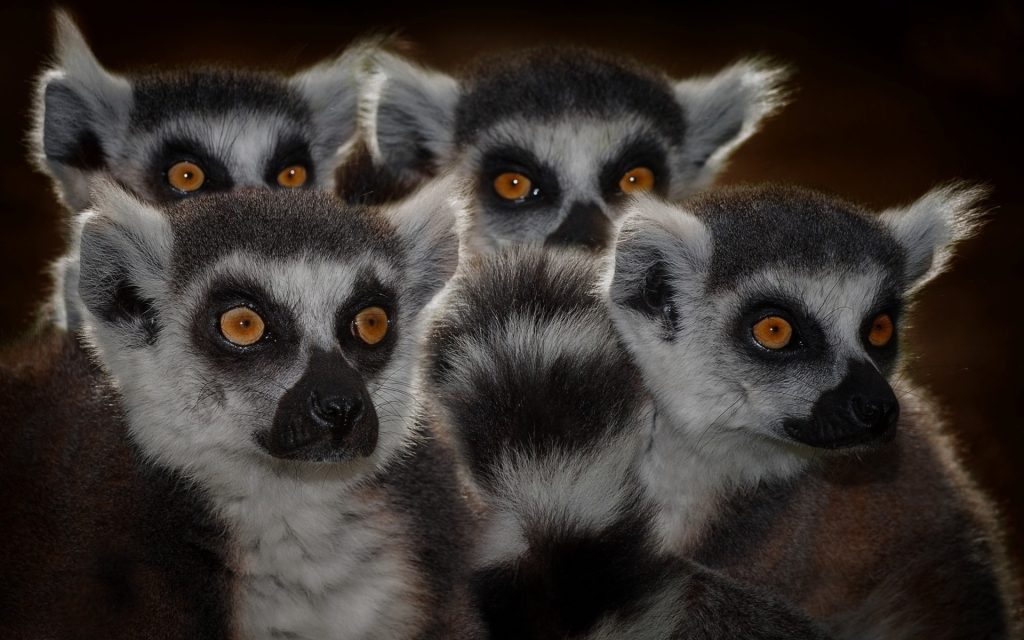 Lemur HD Widescreen Wallpaper
