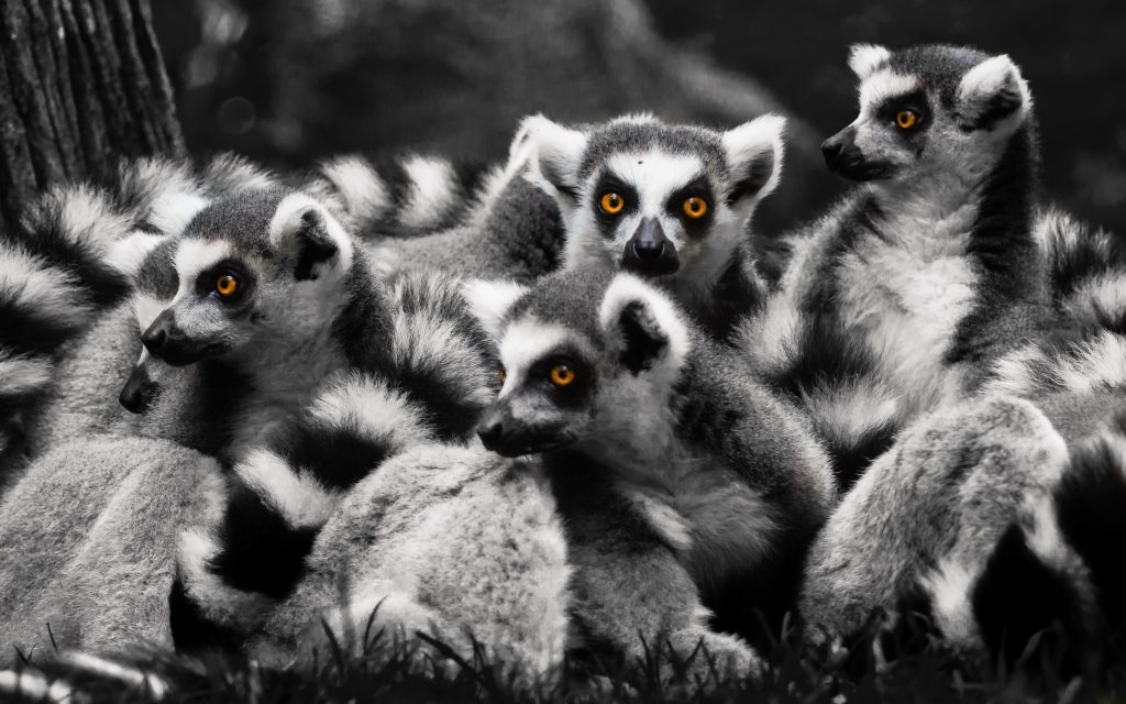 Lemur HD Widescreen Wallpaper