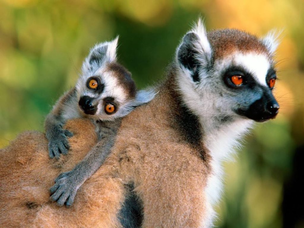 Lemur HD Wallpaper