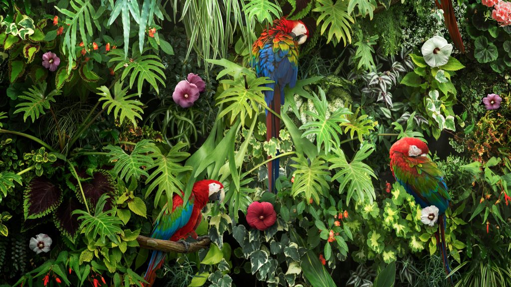 Macaw Quad HD Background