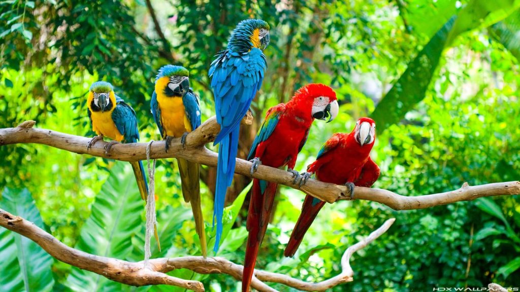 Macaw Full HD Background