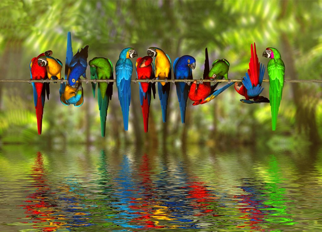 Macaw Background