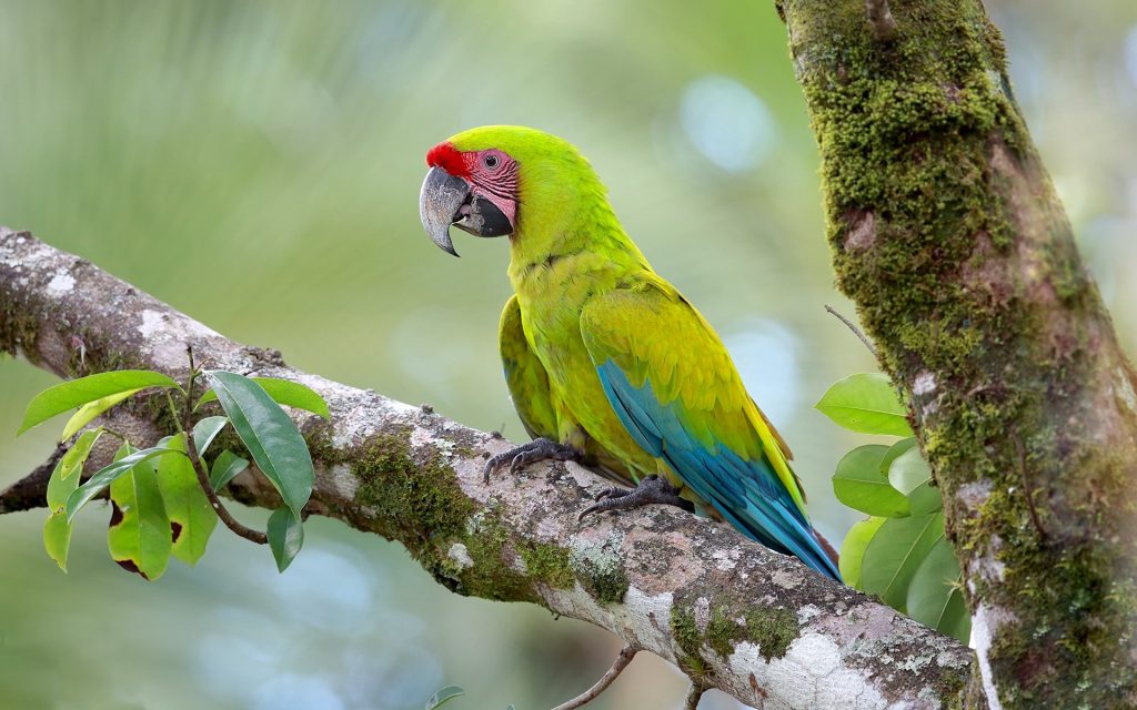 Macaw Widescreen Background