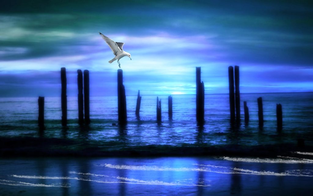 Seagull Widescreen Background