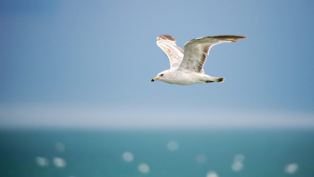 Seagull Dual Monitor Background