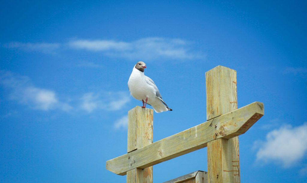 Seagull Background
